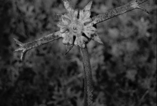Dead Alentejo