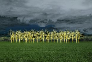© Ellen Jantzen - "In The Field Of Gold"