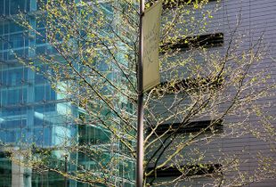 Urban trees, Urban & Street Photography, Landscape Photography, Documentary Photography. © Irena Siwiak Atamewan