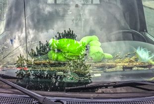 Green Stuffy