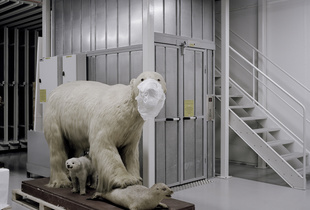 Polar bear