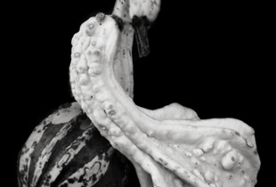 Leda and the swan, November 2021