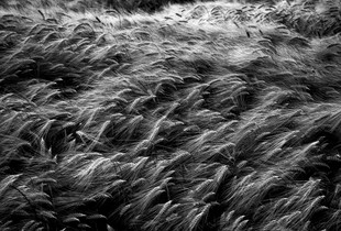 Field of June