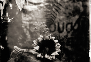 Zucchini and The Sunflower