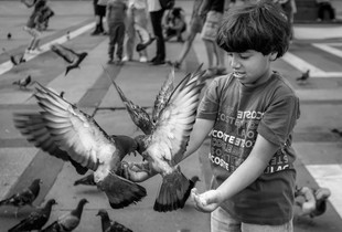 Feed the pigeons