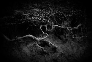 "Reach," from the REACH portfolio by RS McWherter.