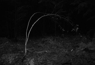 The Woods - 1