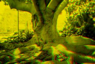 city tree