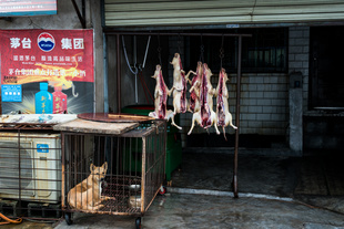 The last dog