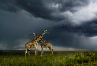Clung to each other