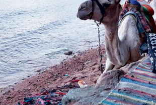 camel is siting in beach.