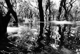 The submerged forest. Cambodia