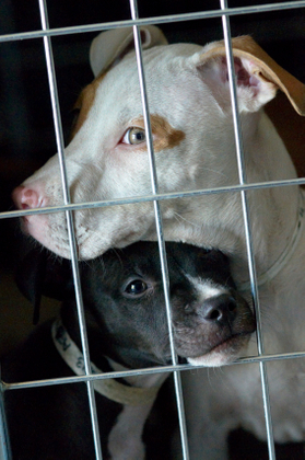 In the Shelter