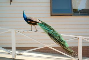 Lake Hume, 2010 © Rob Philip