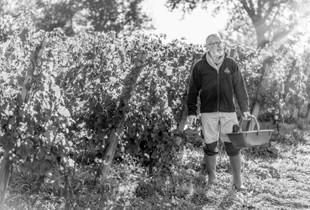 C'est parti, les vendanges ont commencé