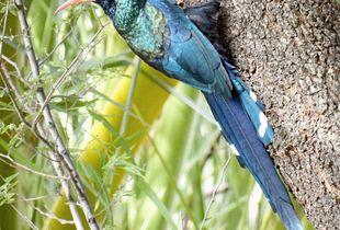The green wood hoopoe