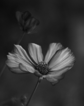 Mono Flower 1