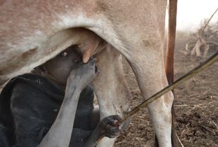Portrait of Mursi child drinking fresh milk directly from his cow