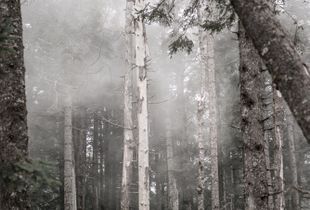 Ode to our forests, our lungs.