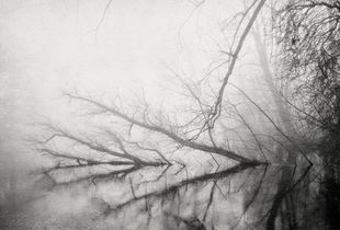 Lonely Forest