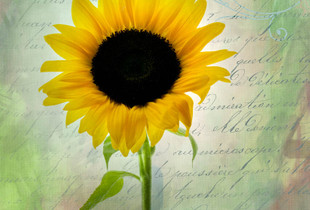 Sunflower Story