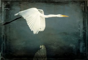 Egret in Flight