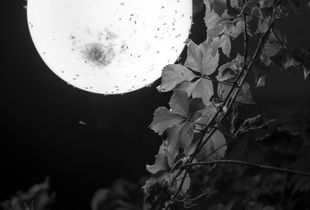 Torno Moon