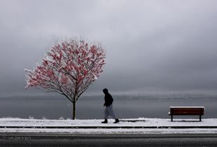 Christmas Morning Lake Runner