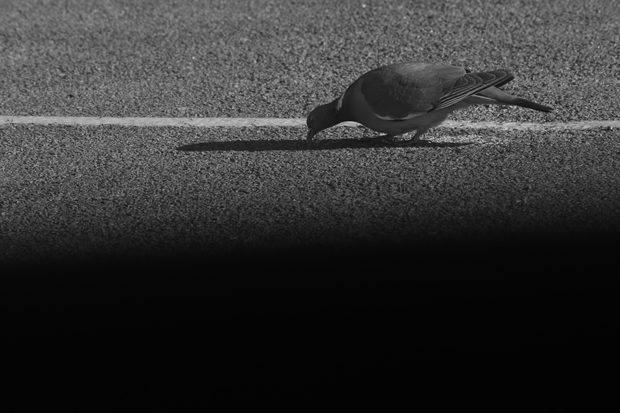 Pigeon Ramier