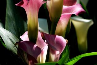 Calla Lilly