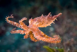 Octopus in flight