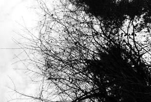 Tree Branches #3