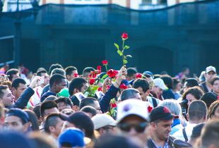 Roses