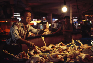 Market Boss - Sulawesi - Gorontalo Market