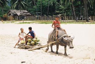 Coconuts