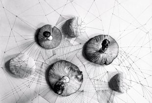 Connect