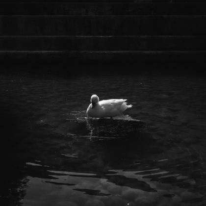 Pato