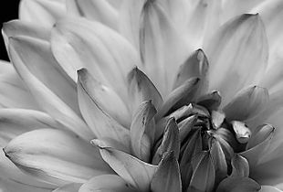 Pink Dahlia II