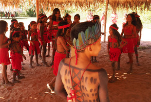 Jaguar surveys the red ceremony - Aikewara Suruí IOndigenous people's Sororó territory (Pará, Amazônia, Brazil)