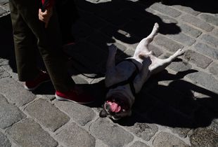 Animal rights