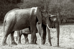 elephant family. Kafue National Park Zambia.