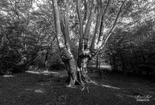 Epping Forest | 12