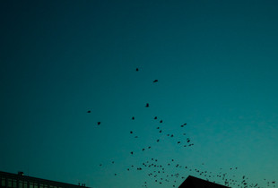 Imagine, even the birds would disappear