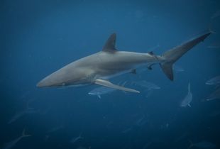 Silky shark  in Coco Island ( Costa Rica)