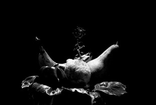 STILL-LIFE
