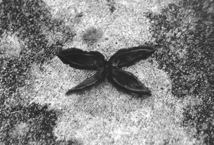 Walnut Shell Butterfly