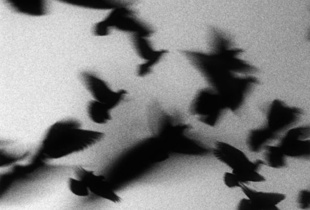 flying birds