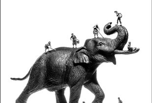 Éléphant