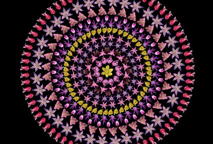 Allium Star