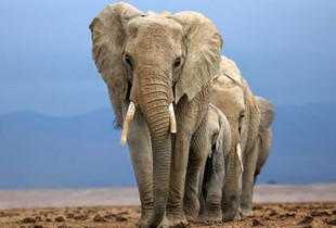 The Matriarch Leads the Way